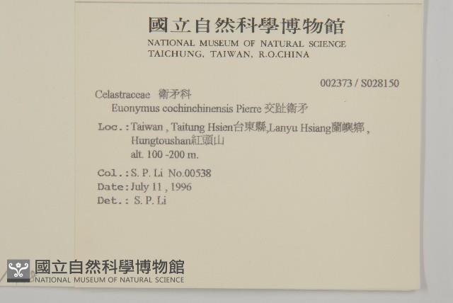 交趾衛矛藏品圖，第5張