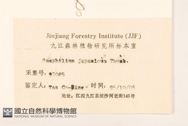 父子草、天青地白藏品圖，第3張