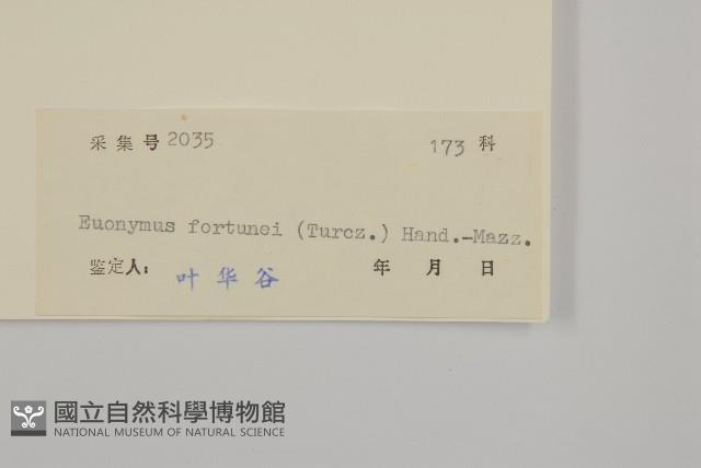 扶芳藤藏品圖，第3張