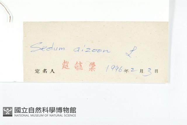 費菜藏品圖，第3張