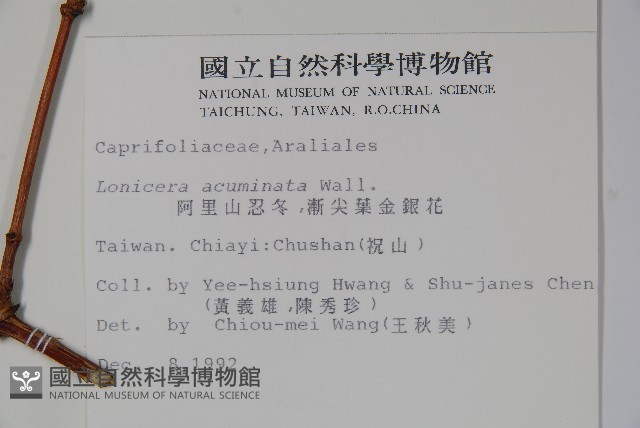 阿里山忍冬、漸尖葉忍冬藏品圖，第2張
