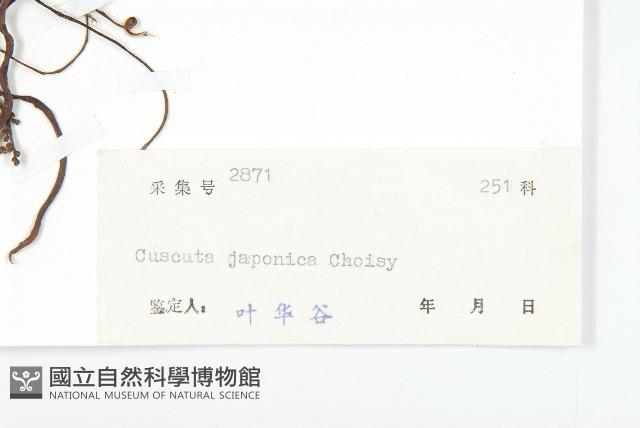 日本菟絲子藏品圖，第3張