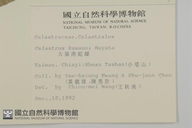 大葉南蛇藤藏品圖，第2張