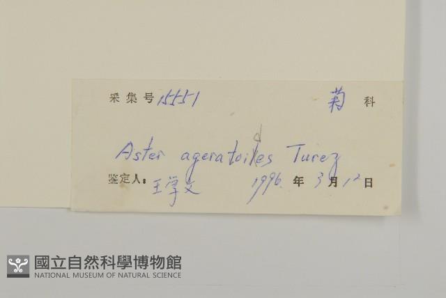 山白蘭藏品圖，第3張