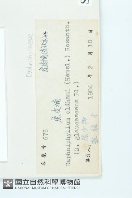 俄氏虎皮楠、蘭嶼虎皮楠、虎皮楠藏品圖，第3張