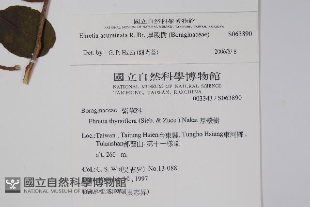 厚殼樹藏品圖，第2張