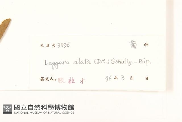 六角草藏品圖，第3張