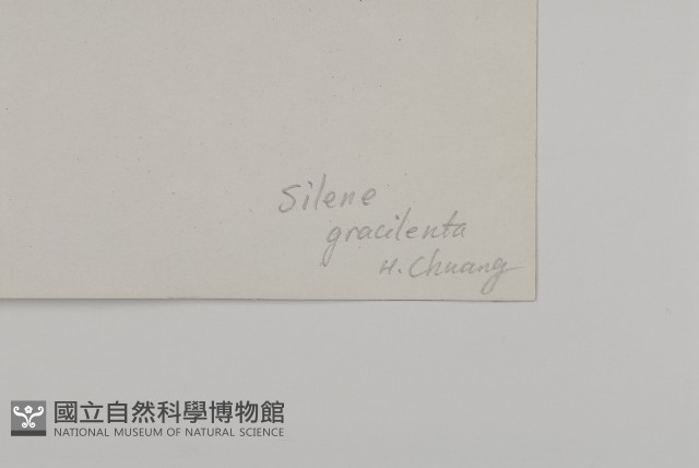 纖細繩子草藏品圖，第3張