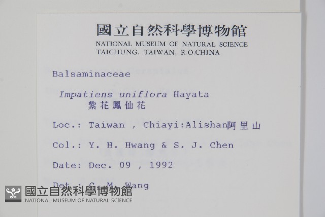 紫花鳳仙花藏品圖，第2張