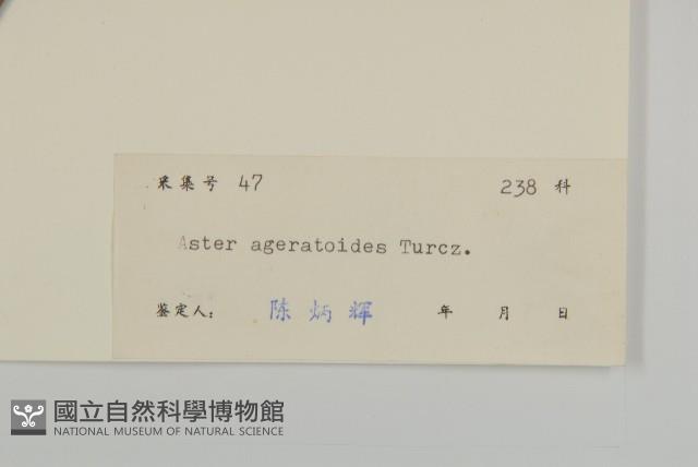 山白蘭藏品圖，第3張