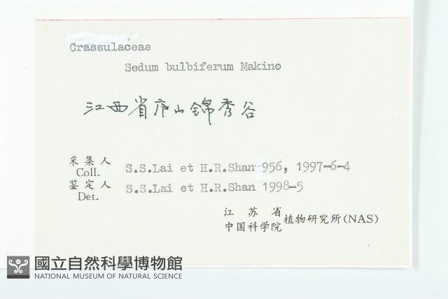 珠芽佛甲草藏品圖，第3張
