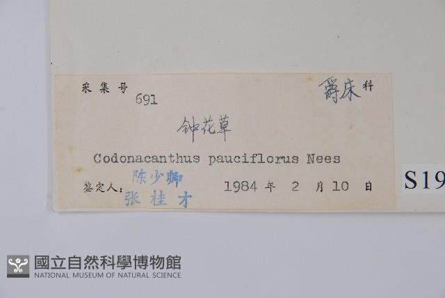 針刺草藏品圖，第2張