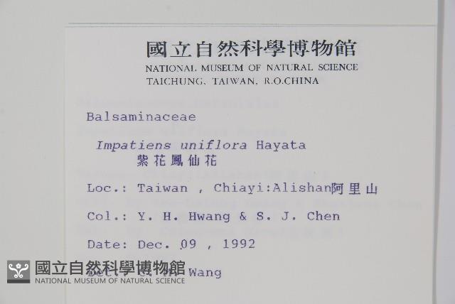 紫花鳳仙花藏品圖，第2張