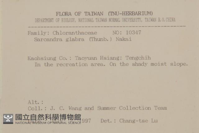 草珊瑚、紅果金粟蘭藏品圖，第2張