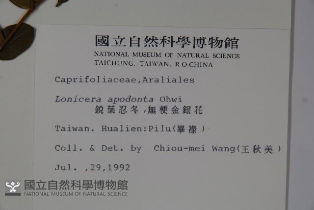 無梗忍冬藏品圖，第2張