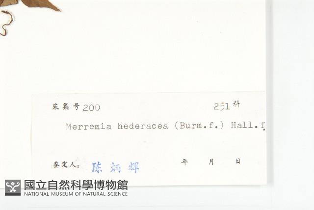 卵葉菜欒藤藏品圖，第3張