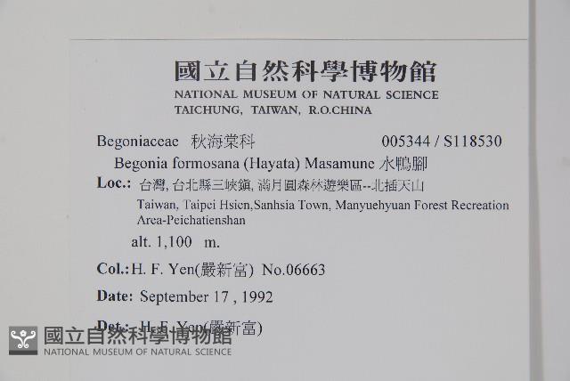 水鴨腳藏品圖，第2張