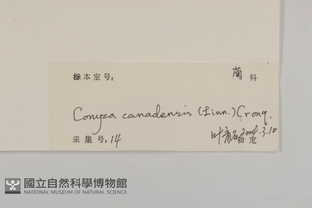 加拿大蓬藏品圖，第3張