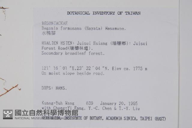 水鴨腳藏品圖，第2張