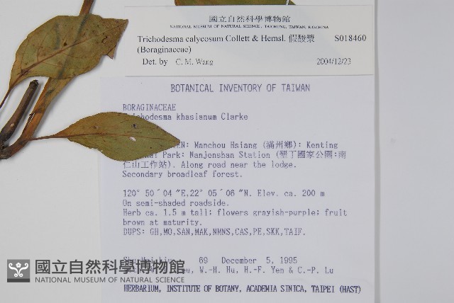 假酸漿藏品圖，第2張
