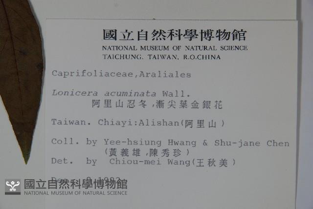 Acuminat-leaf Honeysuckle Collection Image, Figure 2, Total 2 Figures