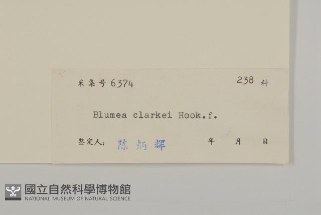 七里明艾納香藏品圖，第3張