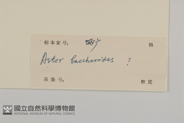 白舌紫菀藏品圖，第3張