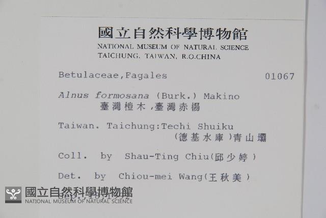 臺灣赤楊、臺灣榿木藏品圖，第2張