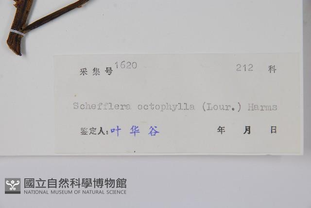 鵝掌柴、江某、鴨腳樹藏品圖，第2張