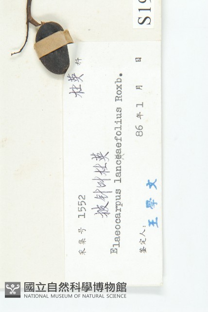 披針葉杜英藏品圖，第3張