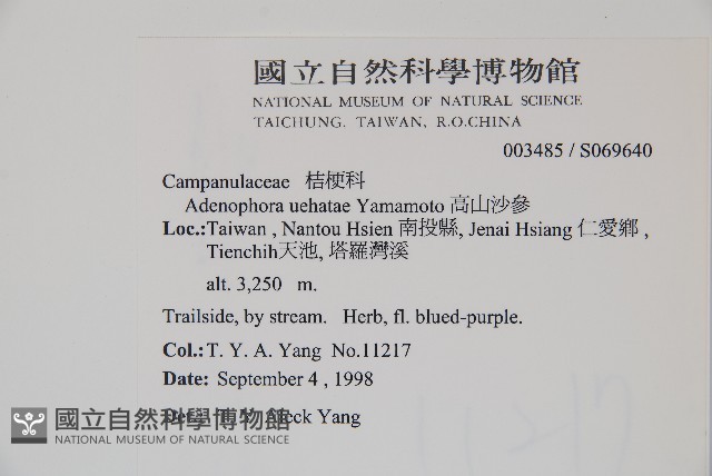 高山沙參藏品圖，第2張