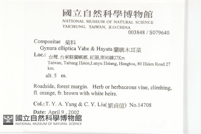 蘭嶼木耳菜藏品圖，第2張