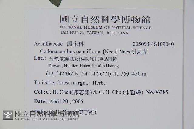 針刺草藏品圖，第2張