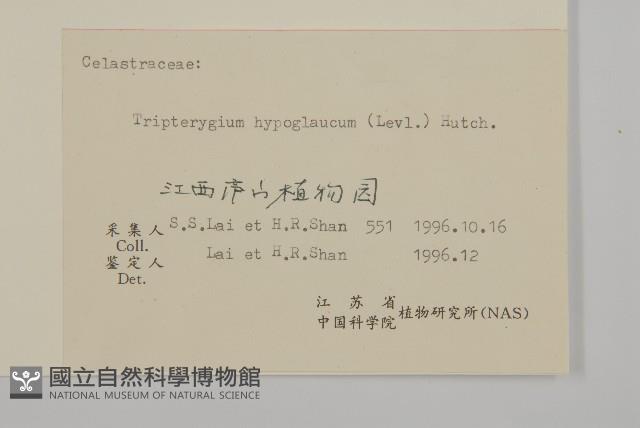 昆明山海棠藏品圖，第3張