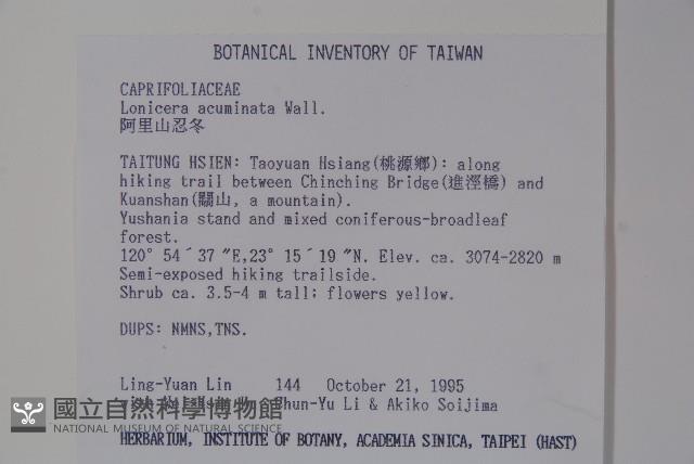 阿里山忍冬、漸尖葉忍冬藏品圖，第2張