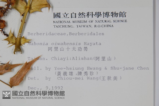 阿里山十大功勞藏品圖，第2張