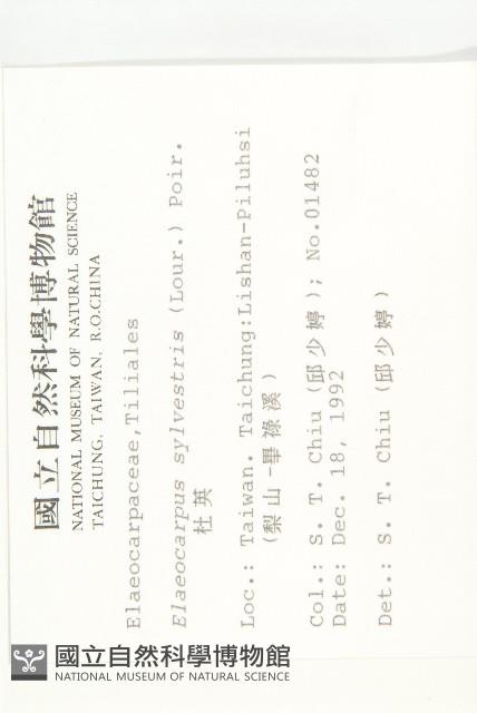 杜英、山杜英、蘭嶼杜英藏品圖，第2張