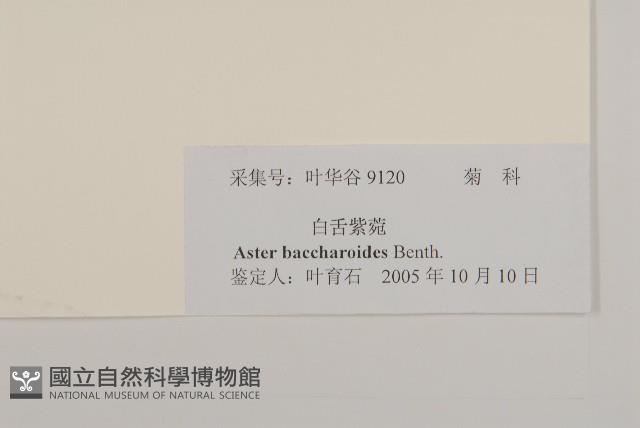 白舌紫菀藏品圖，第3張