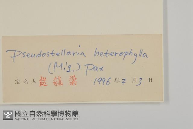 孩兒參藏品圖，第3張