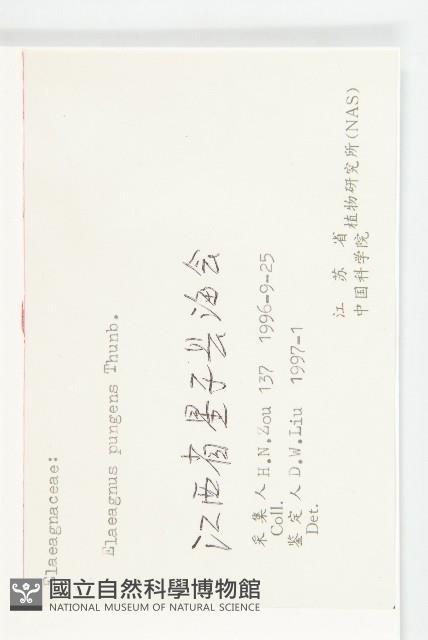 胡頹子藏品圖，第3張