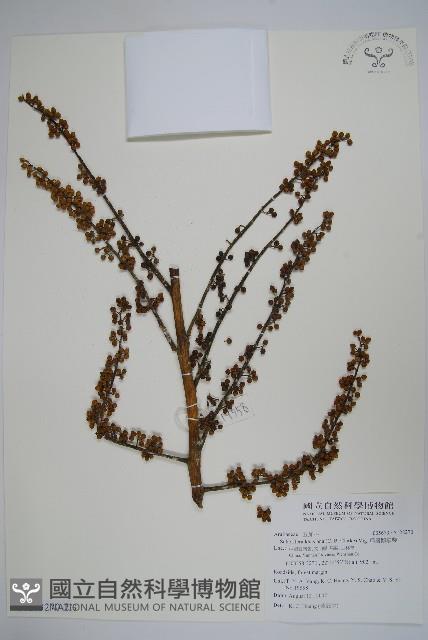 扁盤鵝掌柴藏品圖，第3張