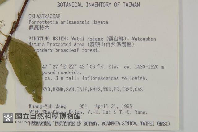 佩羅特木藏品圖，第2張