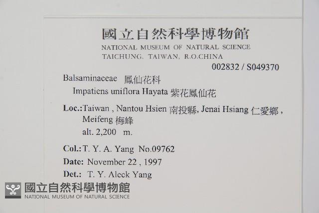 紫花鳳仙花藏品圖，第2張