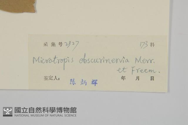 隱脈假衛矛藏品圖，第3張