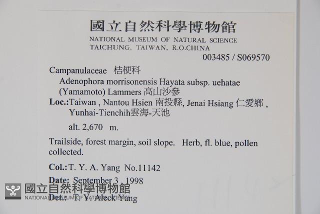 高山沙參藏品圖，第2張