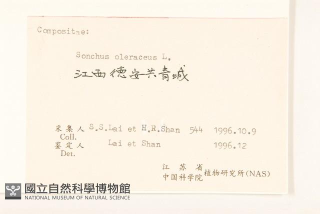 苦滇菜、苦菜藏品圖，第3張