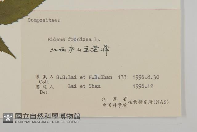 大狼把草藏品圖，第3張