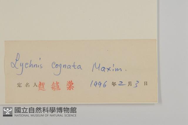 淺裂剪秋蘿藏品圖，第3張