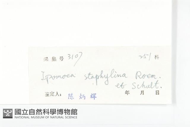 圓萼牽牛藏品圖，第3張