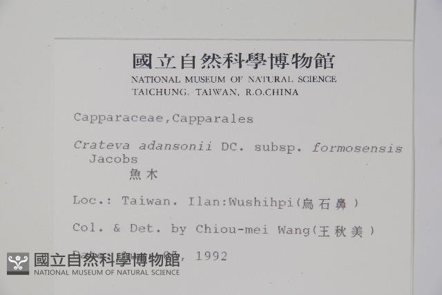 魚木藏品圖，第2張